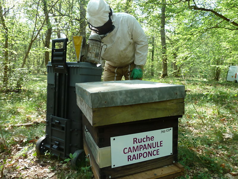 La ruche Campanule raiponce