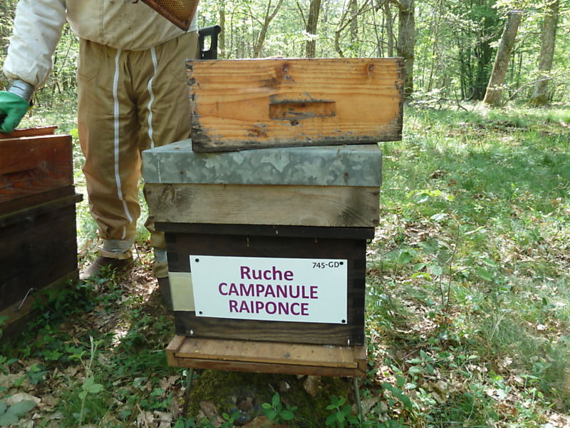 La ruche Campanule raiponce