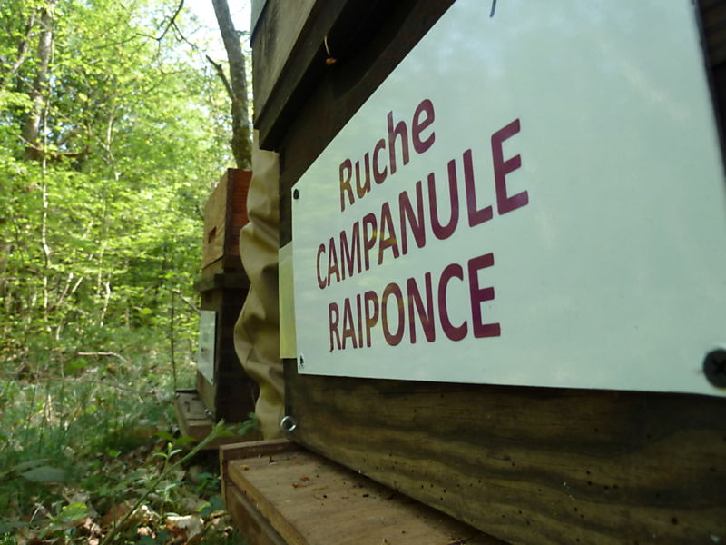 La ruche Campanule raiponce