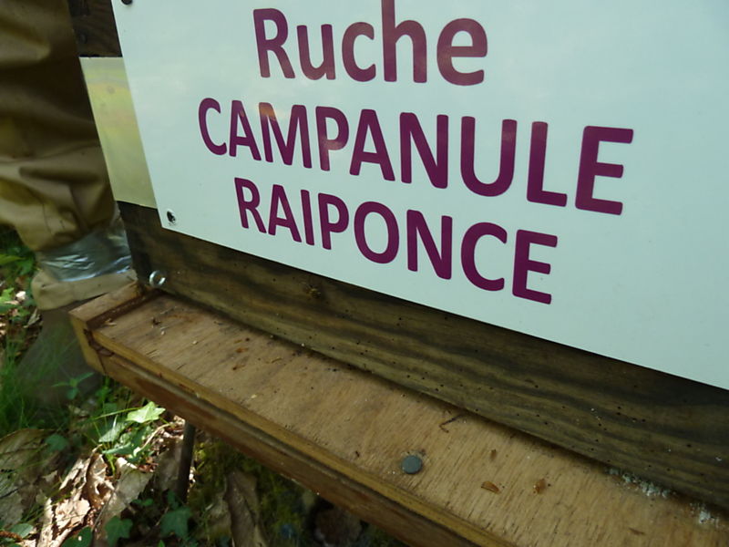 La ruche Campanule raiponce