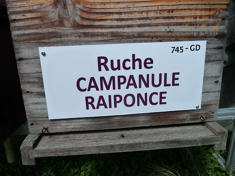 La ruche Campanule raiponce