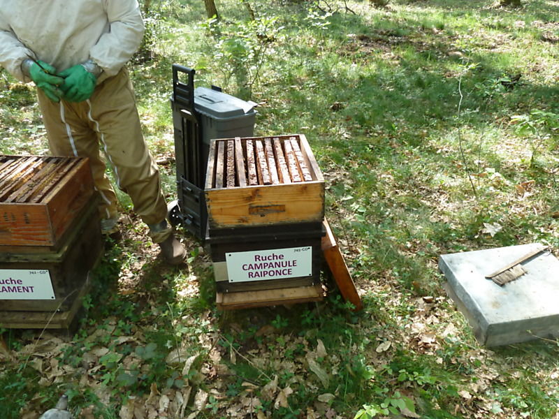 La ruche Campanule raiponce