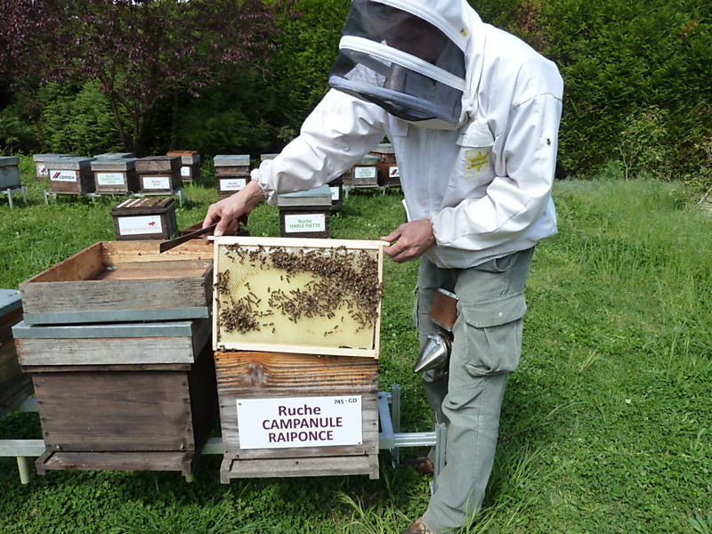 La ruche Campanule raiponce