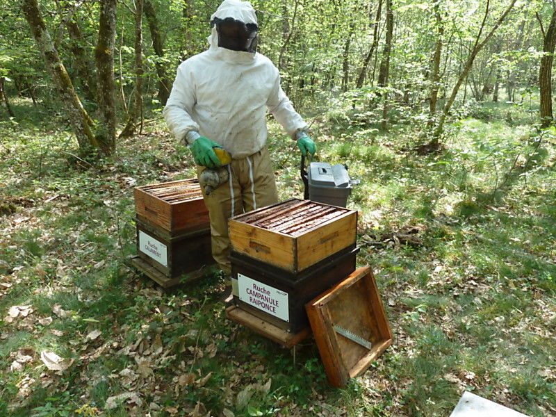 La ruche Campanule raiponce