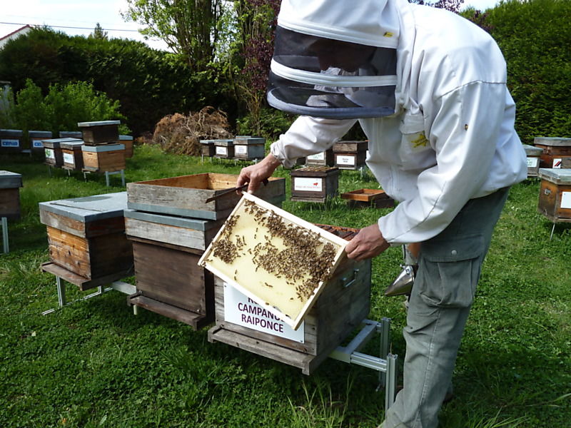 La ruche Campanule raiponce