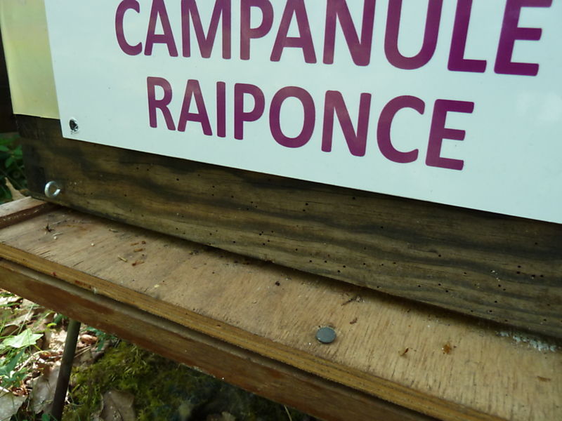 La ruche Campanule raiponce