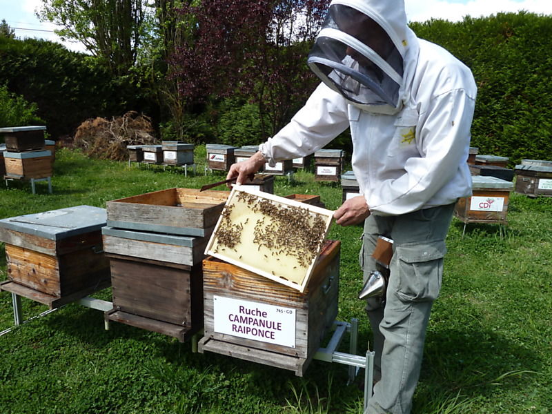 La ruche Campanule raiponce