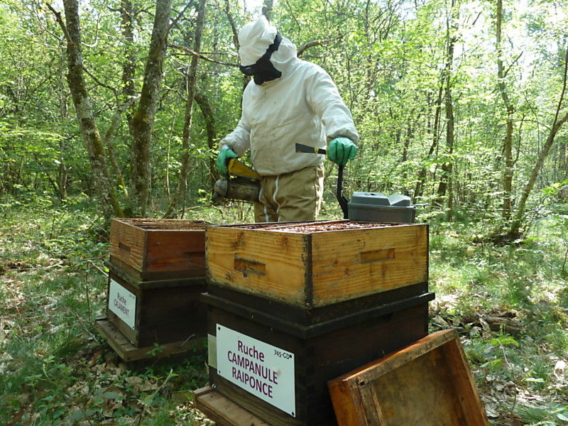 La ruche Campanule raiponce