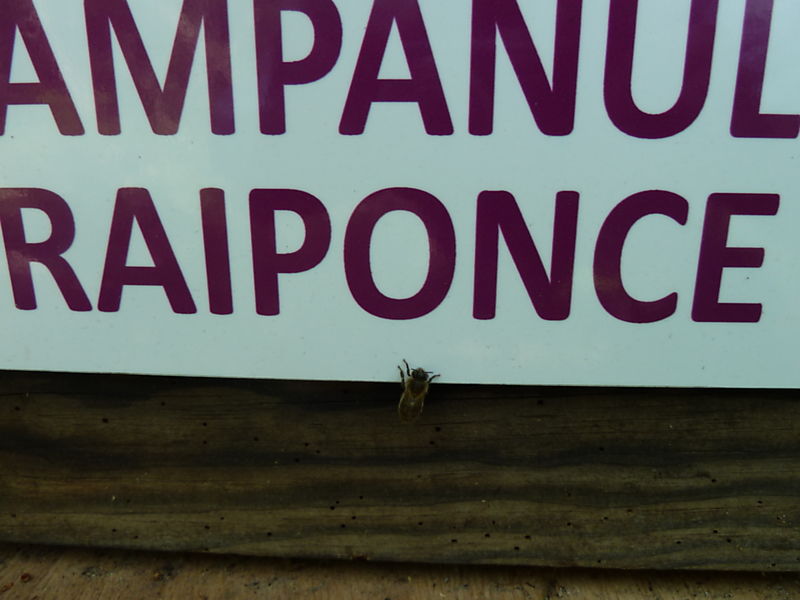 La ruche Campanule raiponce