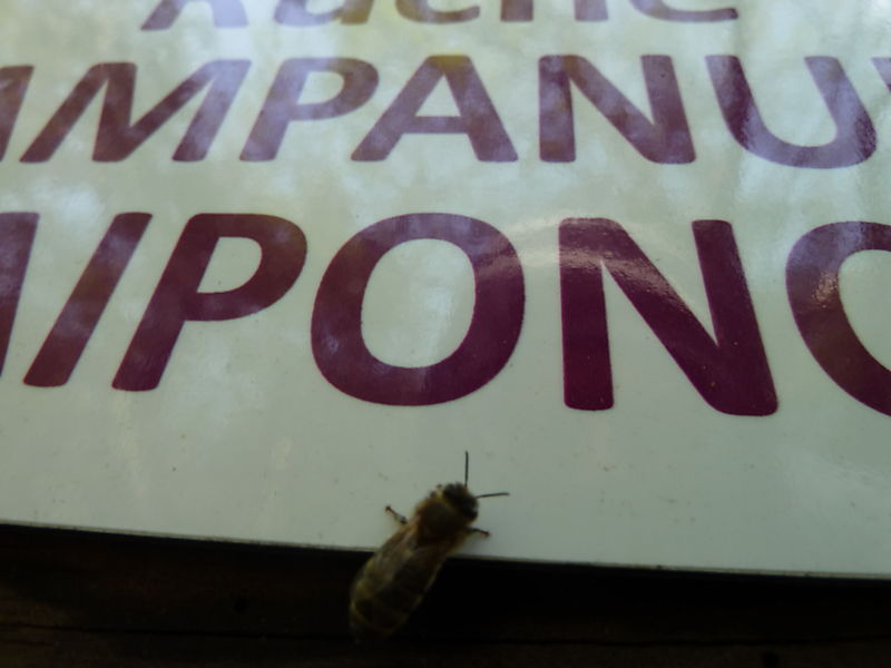 La ruche Campanule raiponce