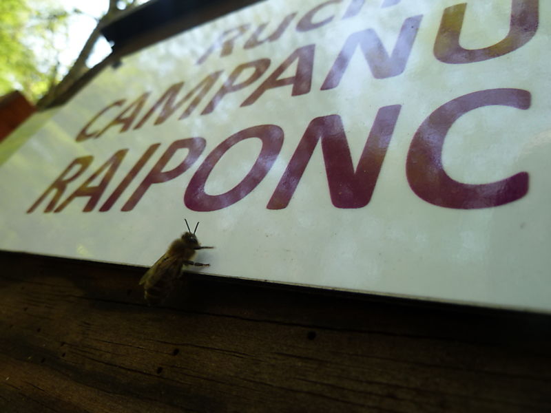 La ruche Campanule raiponce