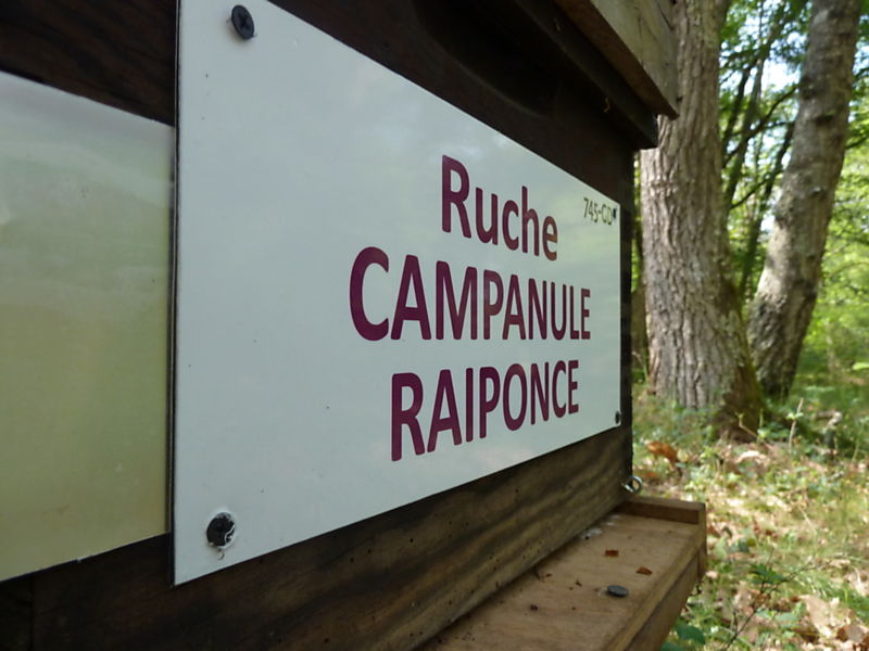 La ruche Campanule raiponce