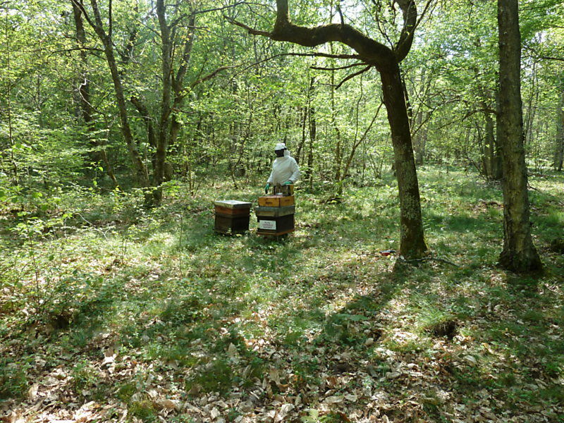 La ruche Campanule raiponce