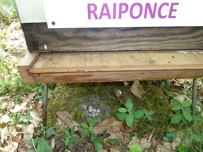 La ruche Campanule raiponce