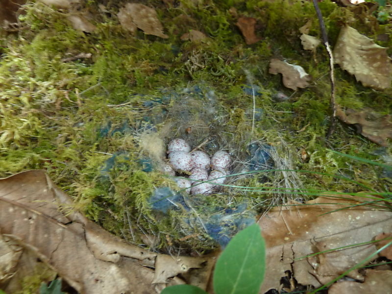 La ruche Campanule raiponce