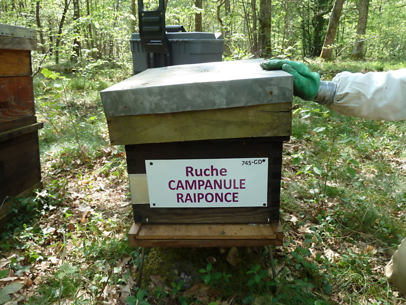 La ruche Campanule raiponce