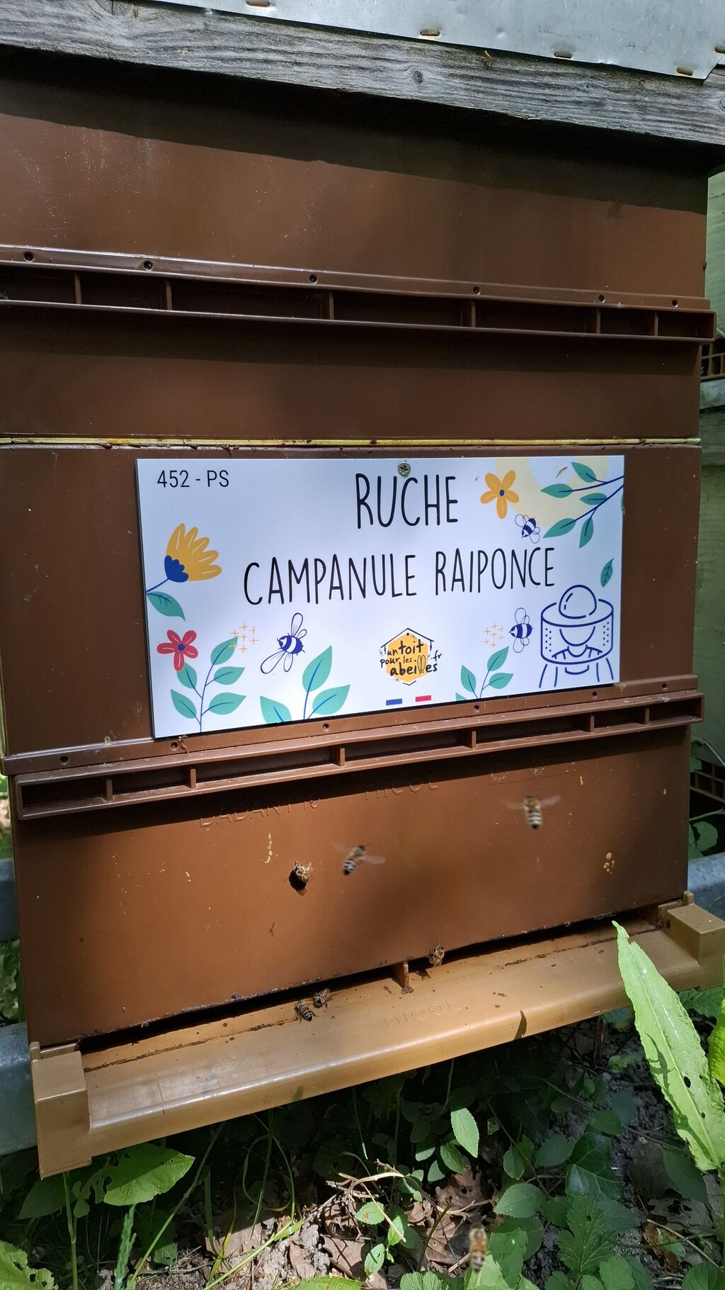 La ruche Campanule raiponce