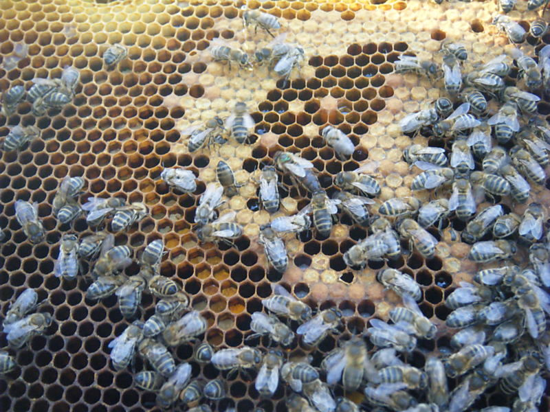 La ruche Cardère sauvage