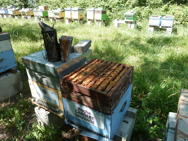 La ruche Cardère sauvage