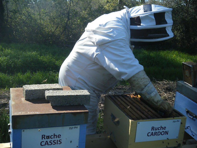 La ruche Cardon
