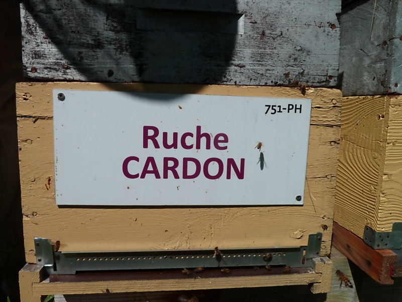 La ruche Cardon