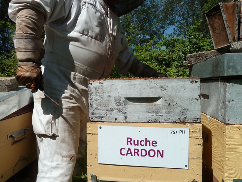 La ruche Cardon