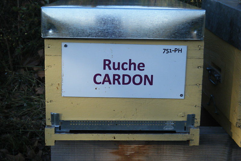 La ruche Cardon