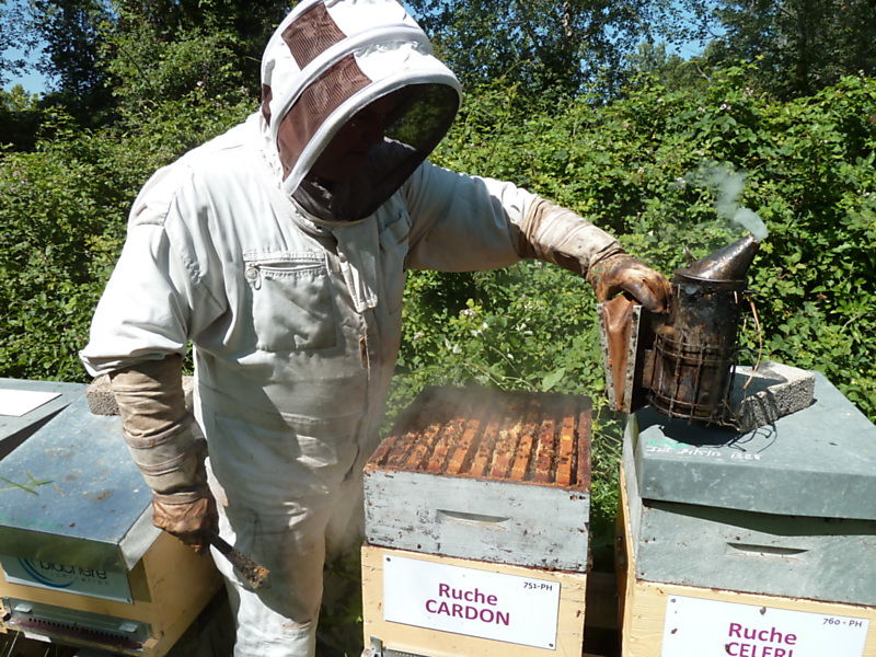 La ruche Cardon
