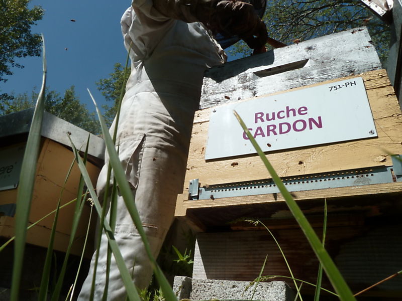 La ruche Cardon