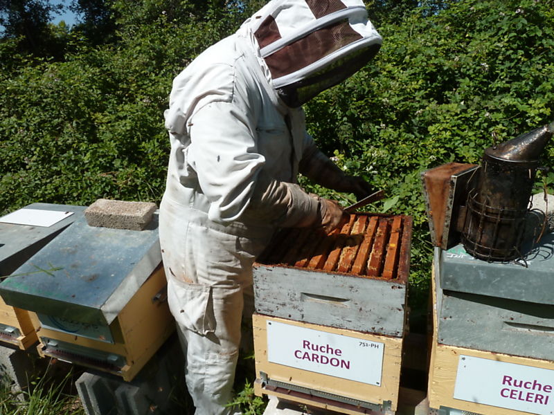La ruche Cardon