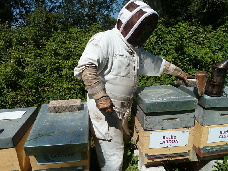 La ruche Cardon
