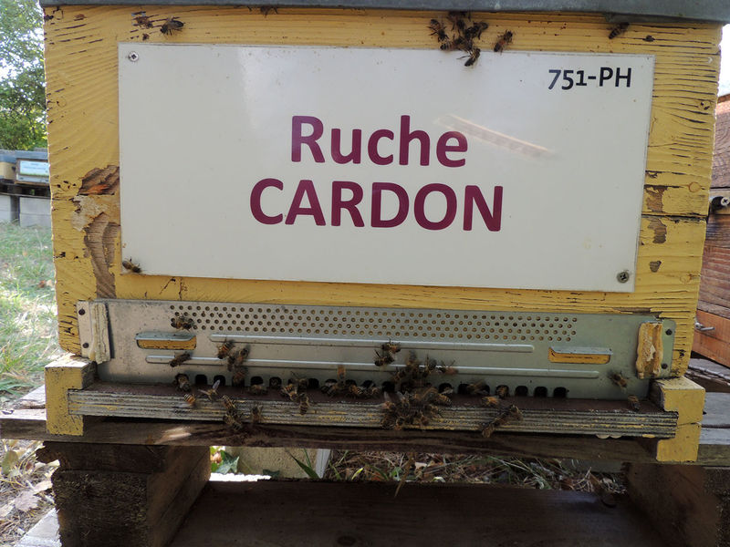 La ruche Cardon