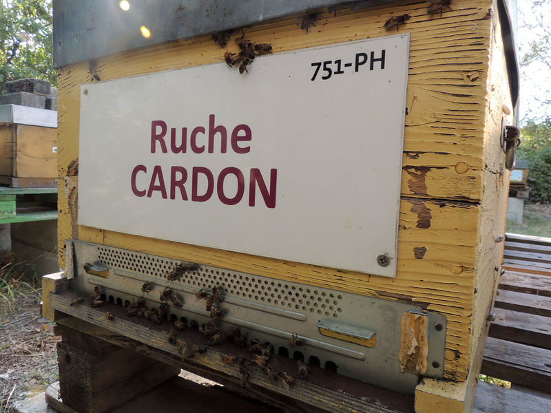 La ruche Cardon