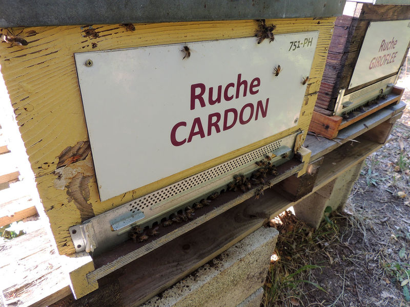 La ruche Cardon