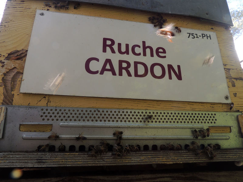 La ruche Cardon