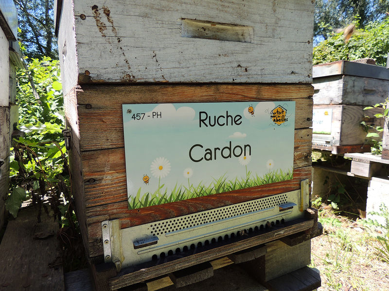 La ruche Cardon