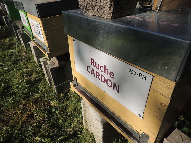 La ruche Cardon