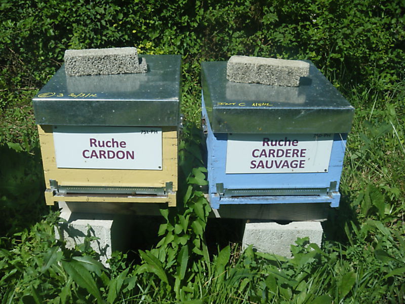 La ruche Cardon