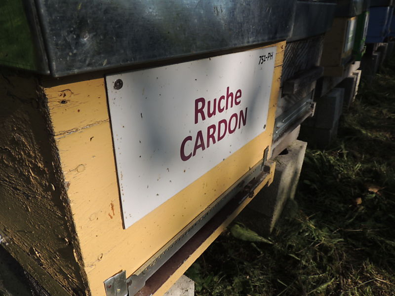 La ruche Cardon