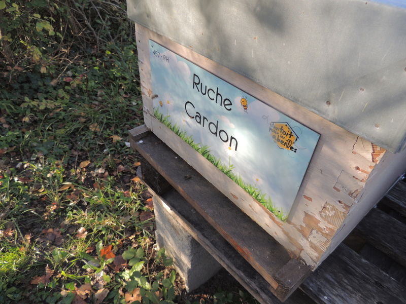 La ruche Cardon