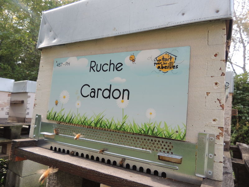 La ruche Cardon