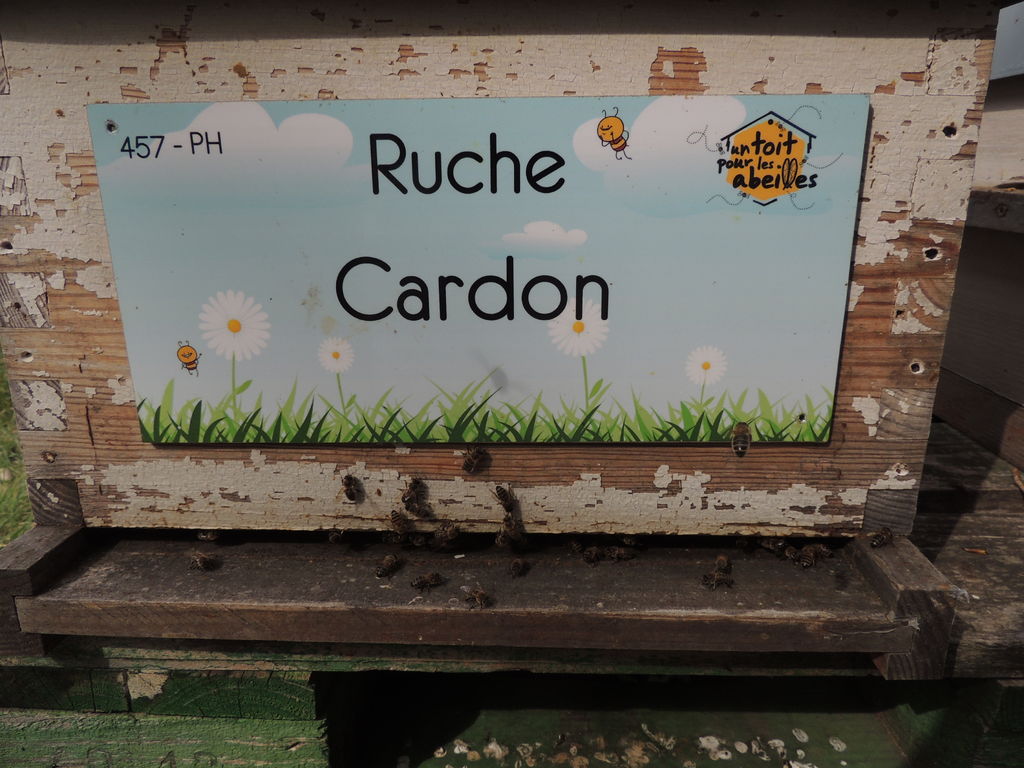 La ruche Cardon