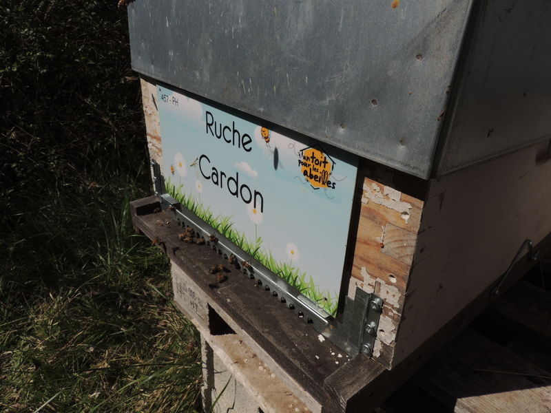 La ruche Cardon