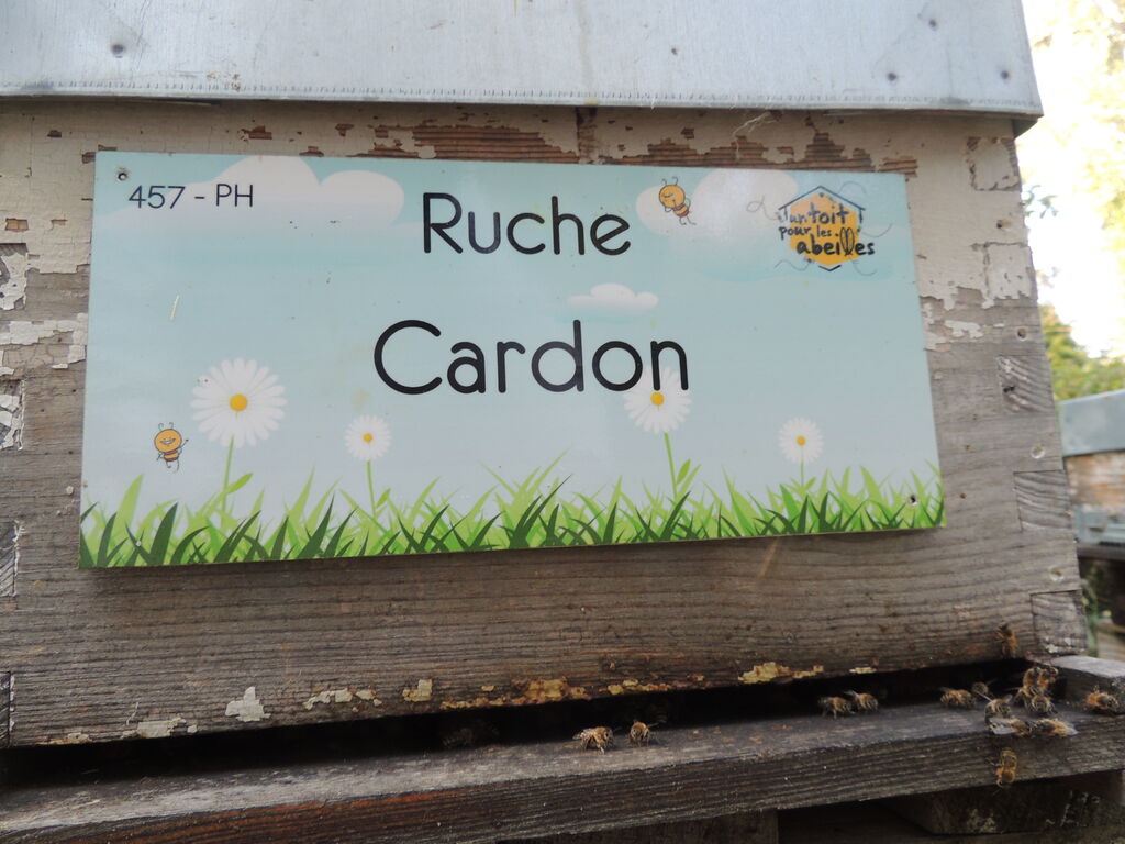 La ruche Cardon