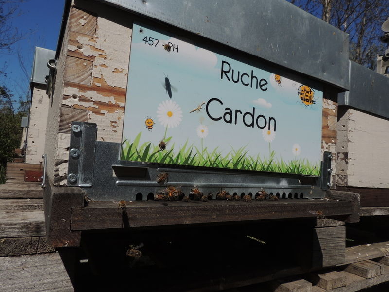 La ruche Cardon