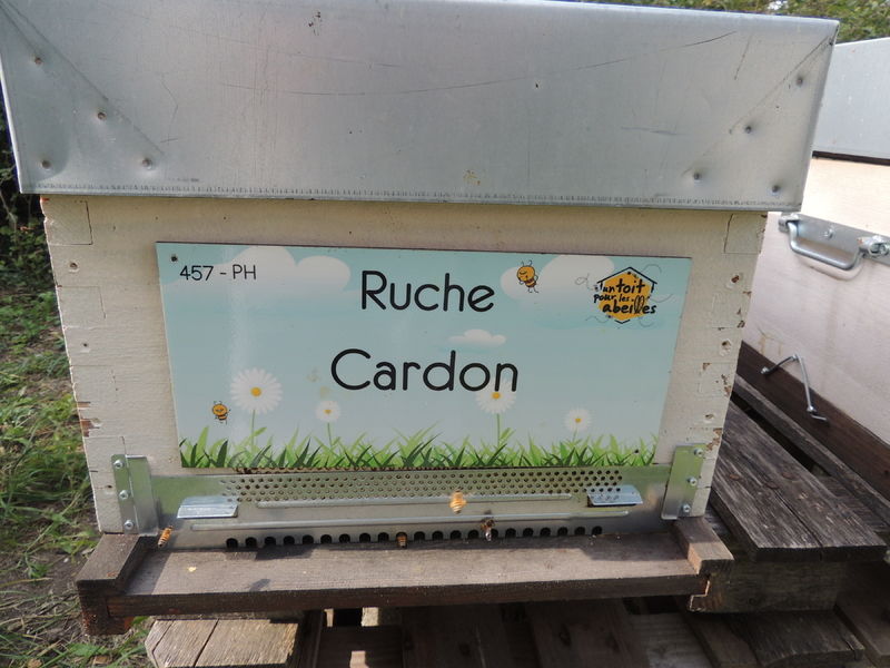 La ruche Cardon