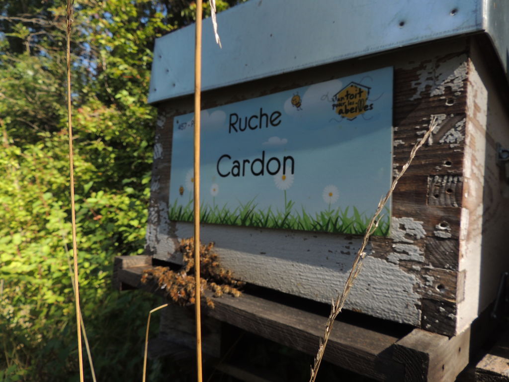 La ruche Cardon