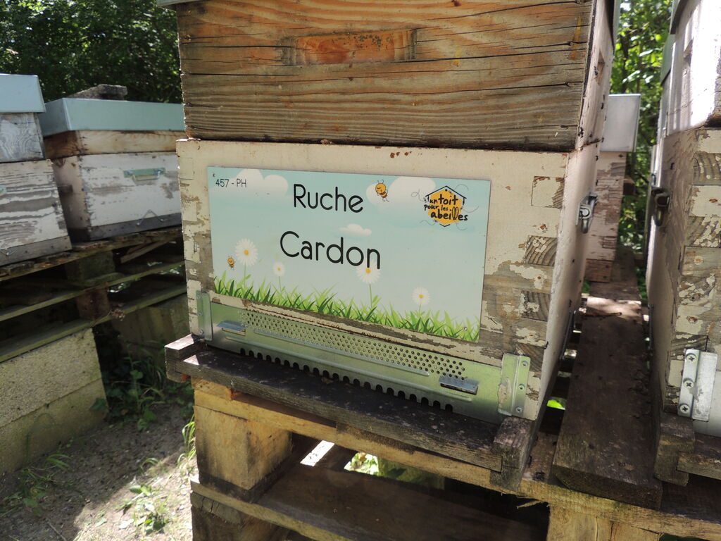 La ruche Cardon
