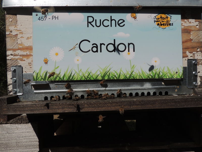 La ruche Cardon
