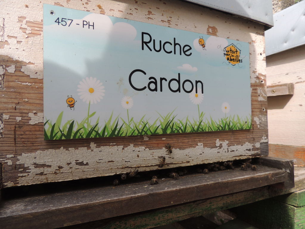 La ruche Cardon